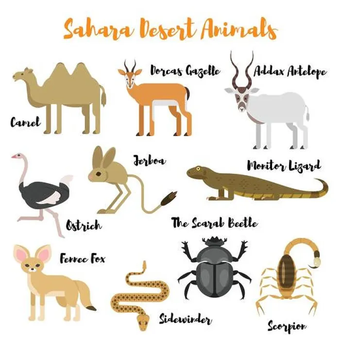 Framed Print : Vector flat style set of desert wild animals. Icon for web. Isolated on white background Framed Print : Vector flat style set of desert wild animals. Icon for web. Isolated on white background