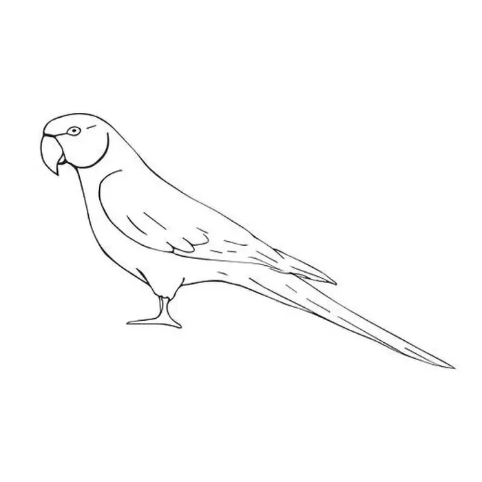 Framed Print : Vector hand drawn doodle sketch Indian ringneck parrot isolated on white background Framed Print : Vector hand drawn doodle sketch Indian ringneck parrot isolated on white background