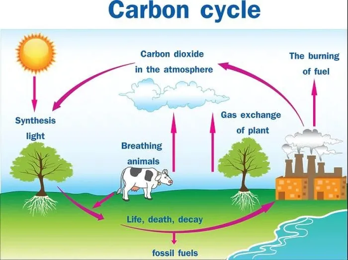 Framed Print : Vector illustration of Carbon cycle Framed Print : Vector illustration of Carbon cycle