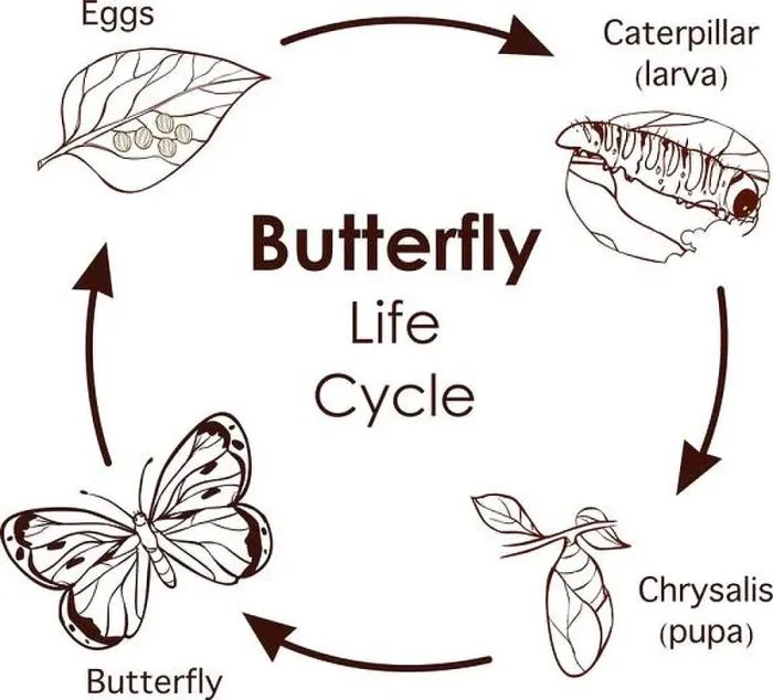 Framed Print : vector illustration of Life Cycle of Butterfly diagram