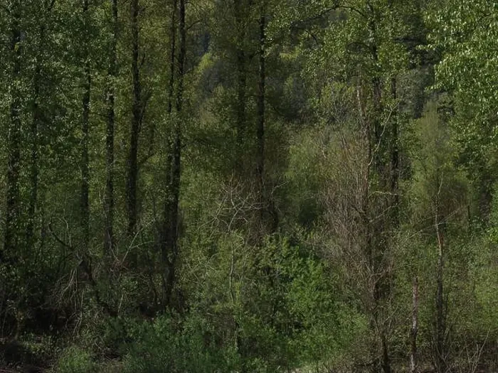 Framed Print : Vedder River Dyke - Trees II, Chilliwack, BC Framed Print : Vedder River Dyke - Trees II, Chilliwack, BC