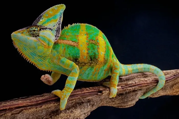 Framed Print : Veiled chameleon  /  Chamaeleo calyptratus