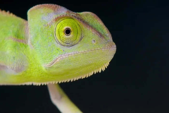 Framed Print : Veiled chameleon / Chamaeleo calyptratus Framed Print : Veiled chameleon / Chamaeleo calyptratus