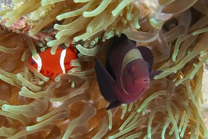 Framed Print : Two velvet anemonefish, spiny anemonefish (Amphiprion biaculeatus) swimming side by side in a sea anemone in the reef Framed Print : Two velvet anemonefish, spiny anemonefish (Amphiprion biaculeatus) swimming side by side in a sea anemone in the reef