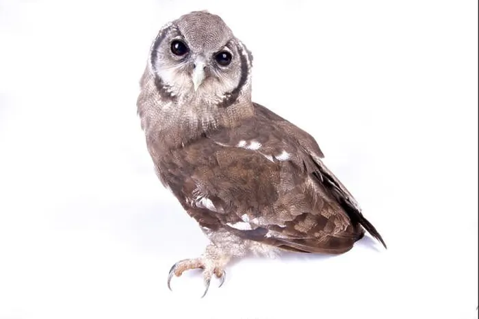 Framed Print : Verreaux's eagle-owl, Bubo lacteus Framed Print : Verreaux's eagle-owl, Bubo lacteus
