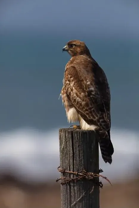 Framed Print : Vertical close up portrait of hawk perched on wood post wrapped in rusted barbed wire along Pacific coast near San Framed Print : Vertical close up portrait of hawk perched on wood post wrapped in rusted barbed wire along Pacific coast near San