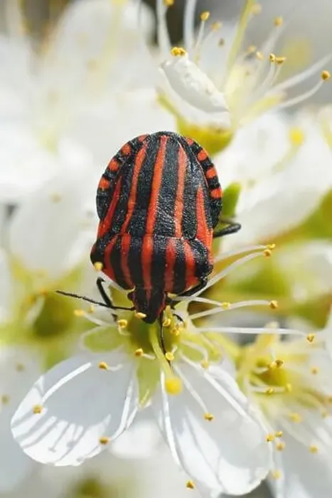 Framed Print : Vertical closeup on a colorful overwintering European striped shieldbug