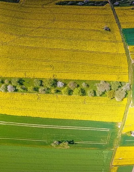Framed Print : Vertical drone picture of rape field in spring in typical bright yellow color during daytime Framed Print : Vertical drone picture of rape field in spring in typical bright yellow color during daytime