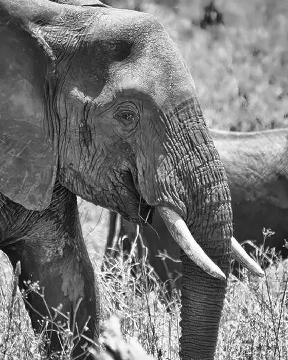Framed Print : Vertical greyscale closeup shot of the head of a cute elephant in the wilderness Framed Print : Vertical greyscale closeup shot of the head of a cute elephant in the wilderness