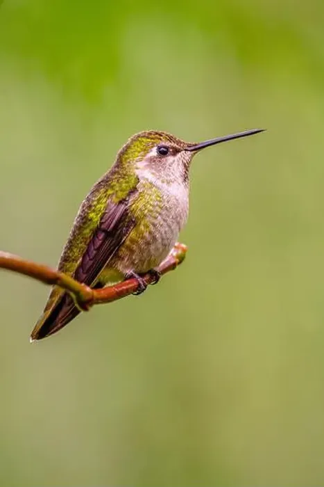 Framed Print : A vertical image of an Anna's Hummingbird (Calypte anna) perched on a branch in front of a green background Framed Print : A vertical image of an Anna's Hummingbird (Calypte anna) perched on a branch in front of a green background