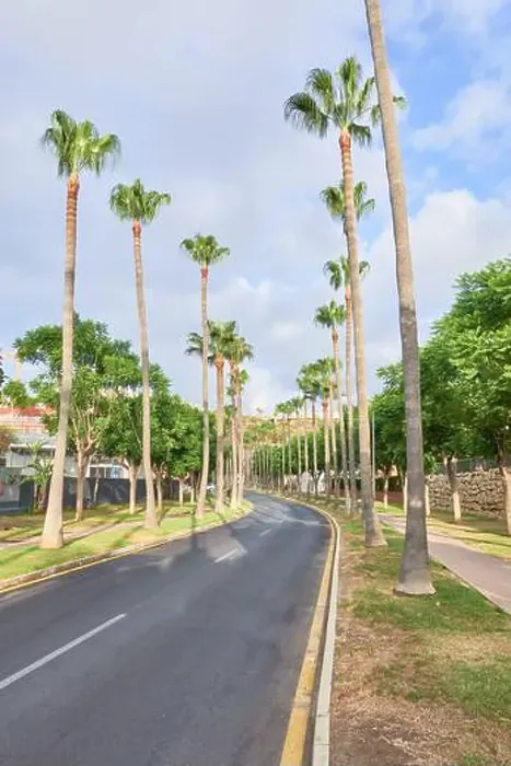 Framed Print : Vertical photo of peaceful road lined with tall palm trees on both sides Framed Print : Vertical photo of peaceful road lined with tall palm trees on both sides