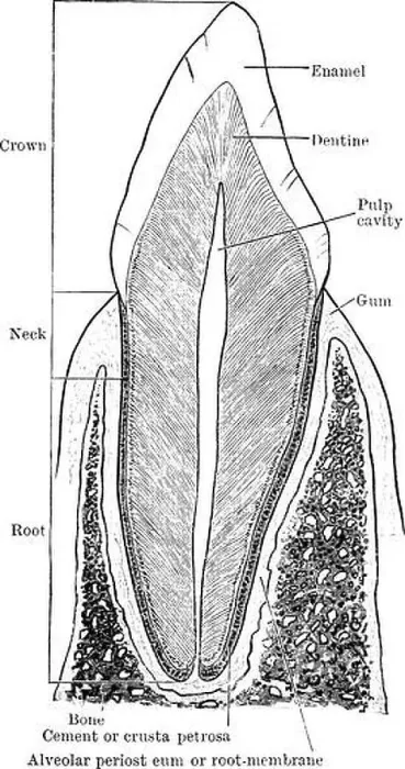 Framed Print : The vertical section of the canine tooth showing the various parts and structures Framed Print : The vertical section of the canine tooth showing the various parts and structures