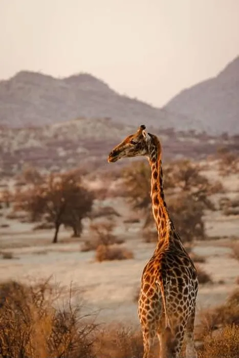 Framed Print : Vertical shot of a beautiful giraffe in i habitat on safari in the Okavanga, Delta, Botswana Framed Print : Vertical shot of a beautiful giraffe in i habitat on safari in the Okavanga, Delta, Botswana