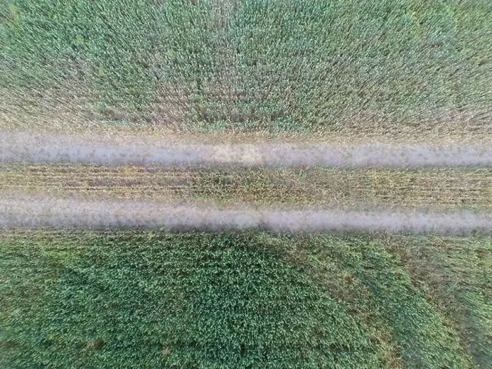 Framed Print : Vertical stripes of agricultural parcels of different crops. Aerial view shoot from drone directly above field Framed Print : Vertical stripes of agricultural parcels of different crops. Aerial view shoot from drone directly above field