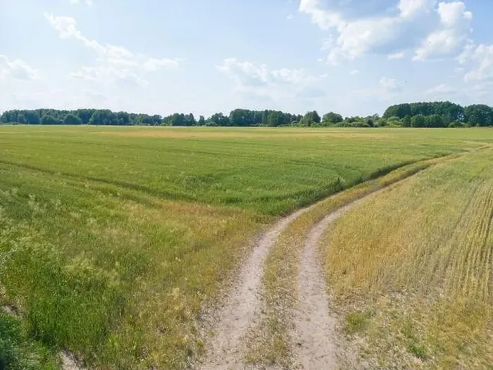 Framed Print : Vertical stripes of agricultural parcels of different crops. Aerial view shoot from drone directly above field Framed Print : Vertical stripes of agricultural parcels of different crops. Aerial view shoot from drone directly above field