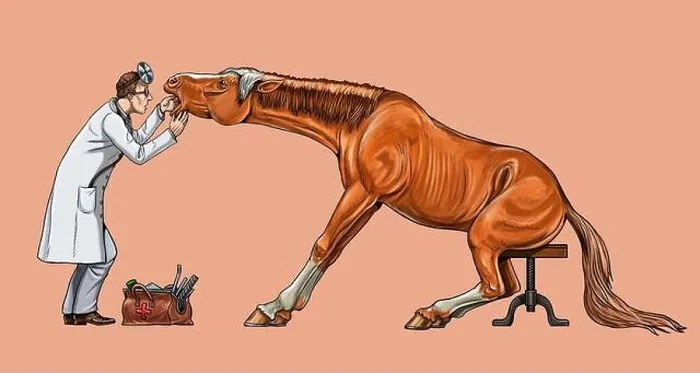 Framed Print : Veterinarian examines the horse. Dentist for the horse. Digital drawing Framed Print : Veterinarian examines the horse. Dentist for the horse. Digital drawing