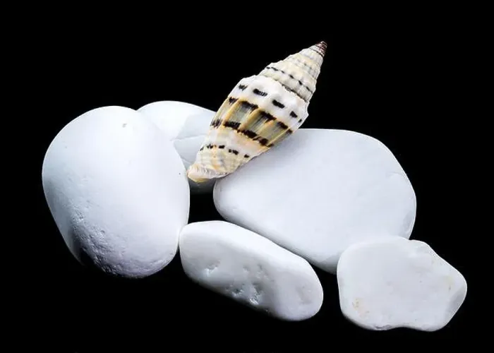 Framed Print : A Vexillum balteolatum seashell resting on smooth white stones against a black background Framed Print : A Vexillum balteolatum seashell resting on smooth white stones against a black background