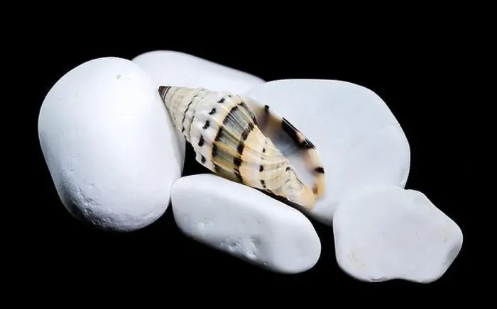 Framed Print : A Vexillum balteolatum seashell resting on smooth white stones against a black background Framed Print : A Vexillum balteolatum seashell resting on smooth white stones against a black background