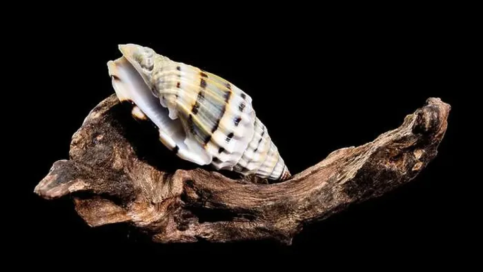 Framed Print : A Vexillum balteolatum seashell resting on textured driftwood against a black background Framed Print : A Vexillum balteolatum seashell resting on textured driftwood against a black background