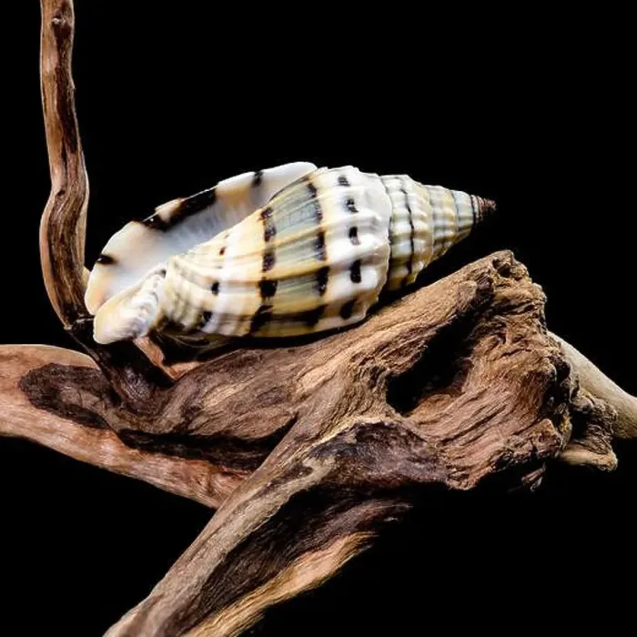 Framed Print : A Vexillum balteolatum seashell resting on textured driftwood against a black background Framed Print : A Vexillum balteolatum seashell resting on textured driftwood against a black background