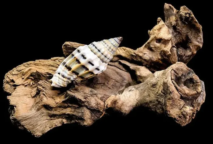 Framed Print : A Vexillum balteolatum seashell resting on textured driftwood against a black background Framed Print : A Vexillum balteolatum seashell resting on textured driftwood against a black background