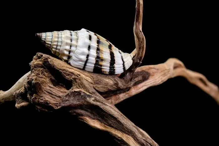 Framed Print : A Vexillum balteolatum seashell resting on textured driftwood against a black background Framed Print : A Vexillum balteolatum seashell resting on textured driftwood against a black background