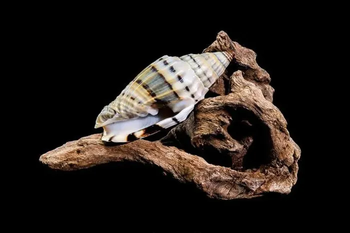 Framed Print : A Vexillum balteolatum seashell resting on textured driftwood against a black background Framed Print : A Vexillum balteolatum seashell resting on textured driftwood against a black background