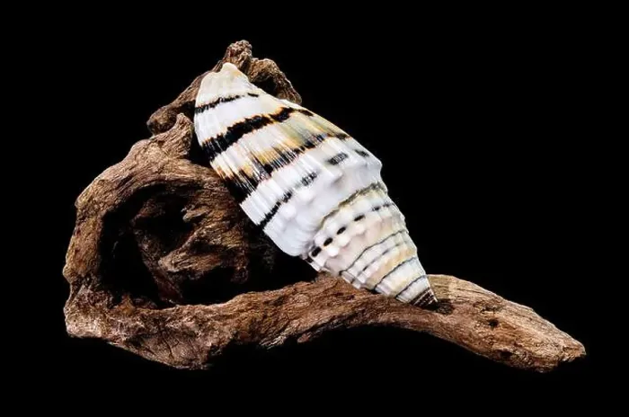 Framed Print : A Vexillum balteolatum seashell resting on textured driftwood against a black background Framed Print : A Vexillum balteolatum seashell resting on textured driftwood against a black background