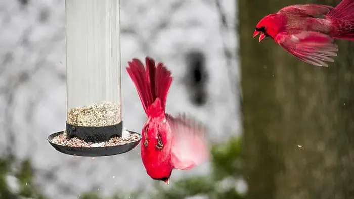 Framed Print : A vibrant cardinals hovers by a bird feeder filled with seeds against a snowy backdrop Framed Print : A vibrant cardinals hovers by a bird feeder filled with seeds against a snowy backdrop