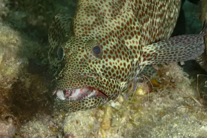 Framed Print : A vibrant, close-up image of a greasy grouper or Epinephelus tauvina Framed Print : A vibrant, close-up image of a greasy grouper or Epinephelus tauvina