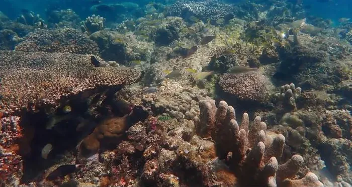Framed Print : Vibrant coral reef with live and dead corals, surrounded by schooling reef fish in Bawean Island, East Java, Indonesia Framed Print : Vibrant coral reef with live and dead corals, surrounded by schooling reef fish in Bawean Island, East Java, Indonesia