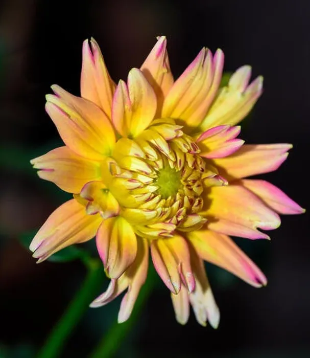 Framed Print : vibrant dahlia blossom macro portrait of a single isolated vivid yellow orange pink bloom Framed Print : vibrant dahlia blossom macro portrait of a single isolated vivid yellow orange pink bloom