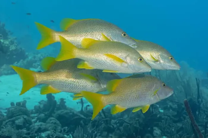 Framed Print : Vibrant Lutjanus aposus, also known asschoolmaster snapper Framed Print : Vibrant Lutjanus aposus, also known asschoolmaster snapper