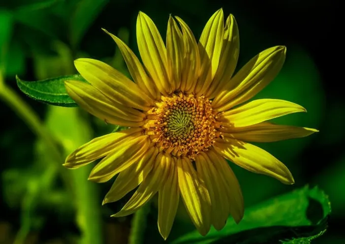 Framed Print : Vibrant macro portrait of a single yellow marguerite / daisy blossom in bright sunlight on blurred natural dark green Framed Print : Vibrant macro portrait of a single yellow marguerite / daisy blossom in bright sunlight on blurred natural dark green