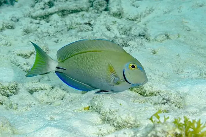 Framed Print : A vibrant Ocean surgeonfish or Acanthurus bahianus swims above a sandy seabed surrounded by marine flora in the clear Framed Print : A vibrant Ocean surgeonfish or Acanthurus bahianus swims above a sandy seabed surrounded by marine flora in the clear