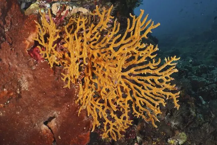 Framed Print : Vibrant orange coral on the seabed Framed Print : Vibrant orange coral on the seabed