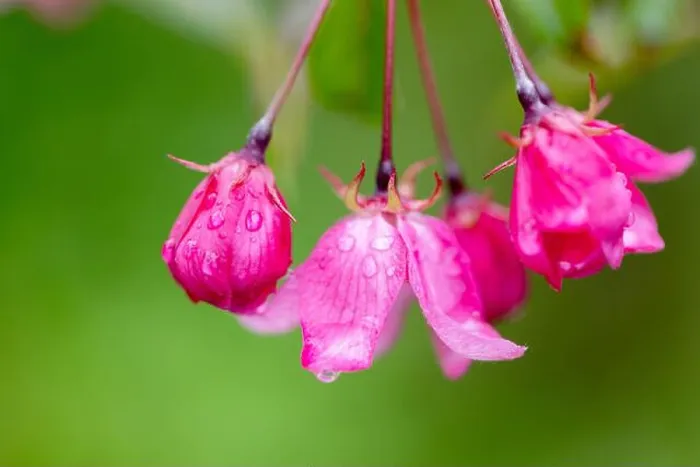 Framed Print : Vibrant pink flowers with delicate dew drops Framed Print : Vibrant pink flowers with delicate dew drops