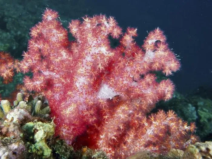 Framed Print : Vibrant pink tree coral (Dendronephthya) stretch out under the blue-green water of the sea Framed Print : Vibrant pink tree coral (Dendronephthya) stretch out under the blue-green water of the sea