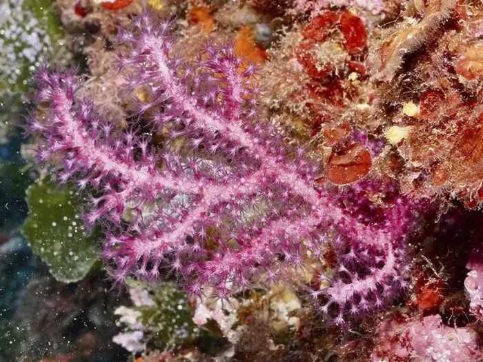 Framed Print : Vibrant pink Violescent sea-whip (Paramuricea clavata) growing between rocks in the Mediterranean Sea near Hyeres Framed Print : Vibrant pink Violescent sea-whip (Paramuricea clavata) growing between rocks in the Mediterranean Sea near Hyeres