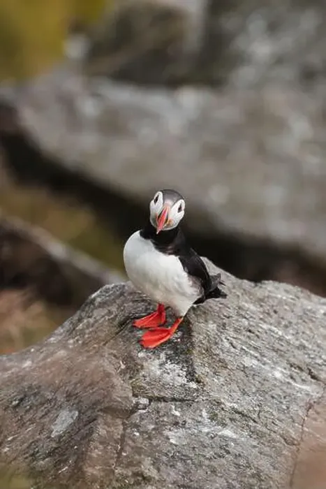 Framed Print : A vibrant puffin, Fratercula arctica Framed Print : A vibrant puffin, Fratercula arctica