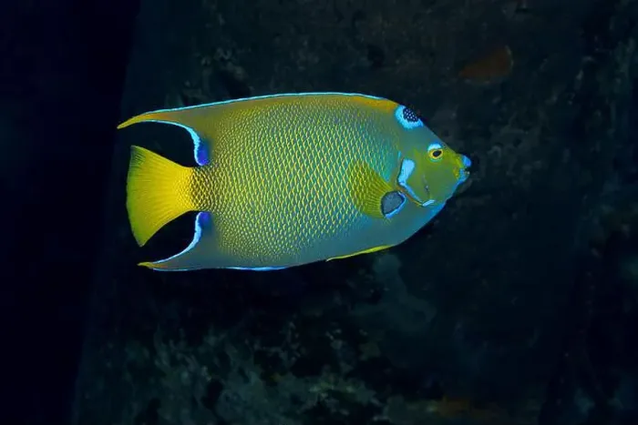 Framed Print : A vibrant Queen Angelfish gliding through the aquatic landscape off the coast of Bonaire Framed Print : A vibrant Queen Angelfish gliding through the aquatic landscape off the coast of Bonaire
