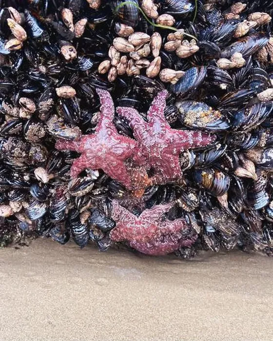 Framed Print : Vibrant red and purple starfish cling to a rocky outcrop along the Oregon coast Framed Print : Vibrant red and purple starfish cling to a rocky outcrop along the Oregon coast