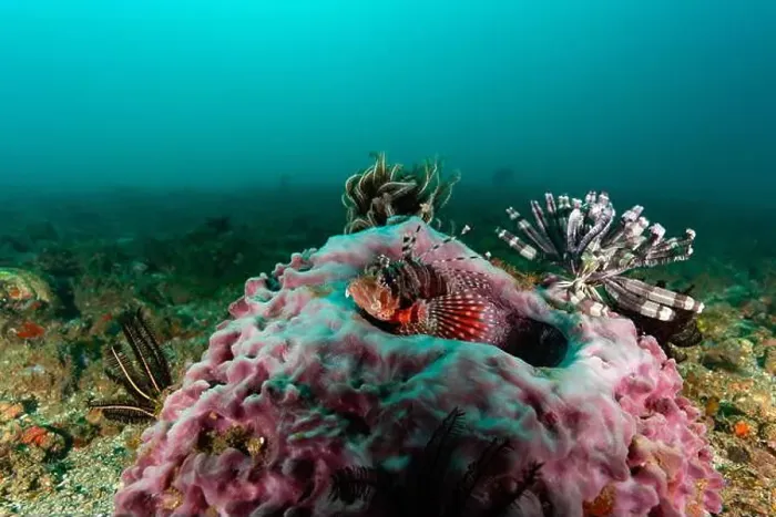Framed Print : A vibrant red white black striped lionfish rests atop a colourful hard coral against a clean clear background Framed Print : A vibrant red white black striped lionfish rests atop a colourful hard coral against a clean clear background