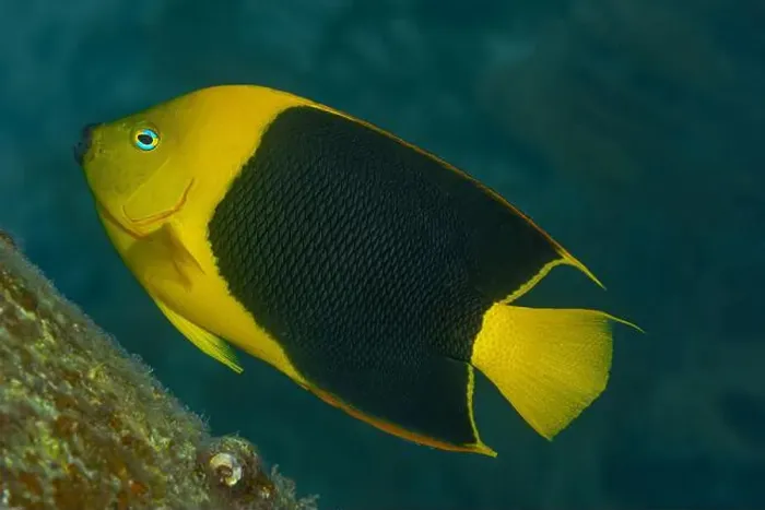Framed Print : A vibrant Rock Beauty Angelfish or Holacanthus tricolor swims near the coral reefs of Bonaire. or 124 characters Framed Print : A vibrant Rock Beauty Angelfish or Holacanthus tricolor swims near the coral reefs of Bonaire. or 124 characters