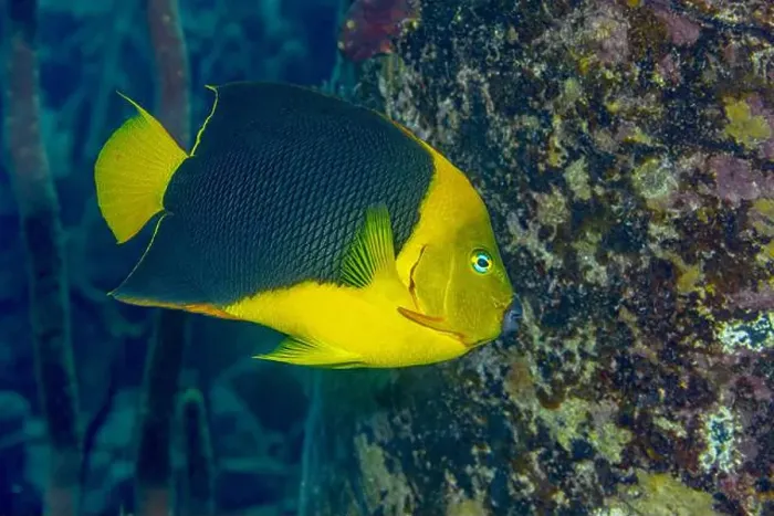 Framed Print : A vibrant Rock Beauty Angelfish or Holcanthus tricolor swimming near coral in the clear waters of Bonaire Framed Print : A vibrant Rock Beauty Angelfish or Holcanthus tricolor swimming near coral in the clear waters of Bonaire