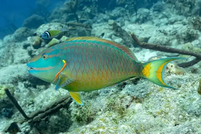 Framed Print : A vibrant Scarus vetula, or Queen Parrotfish Framed Print : A vibrant Scarus vetula, or Queen Parrotfish