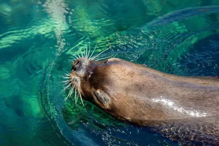 Framed Print : Vibrant Sea Lions: Whiskers Framed Print : Vibrant Sea Lions: Whiskers