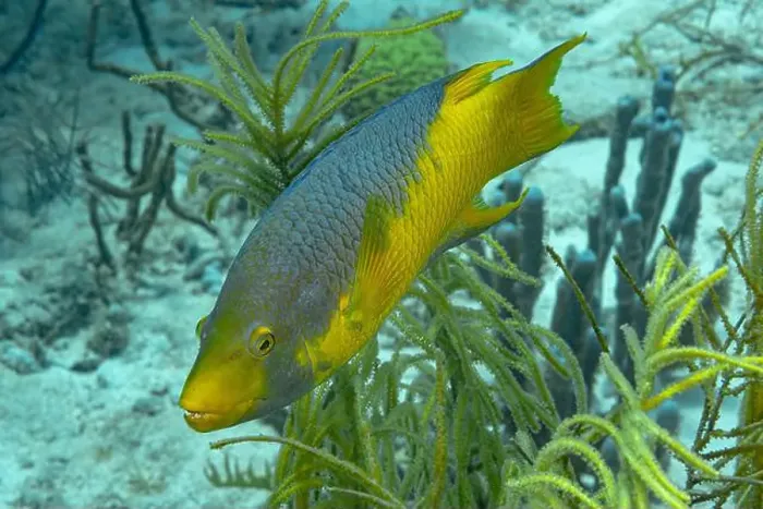 Framed Print : A vibrant Sparisoma viride, commonly known as the Stoplight parrotfish Framed Print : A vibrant Sparisoma viride, commonly known as the Stoplight parrotfish