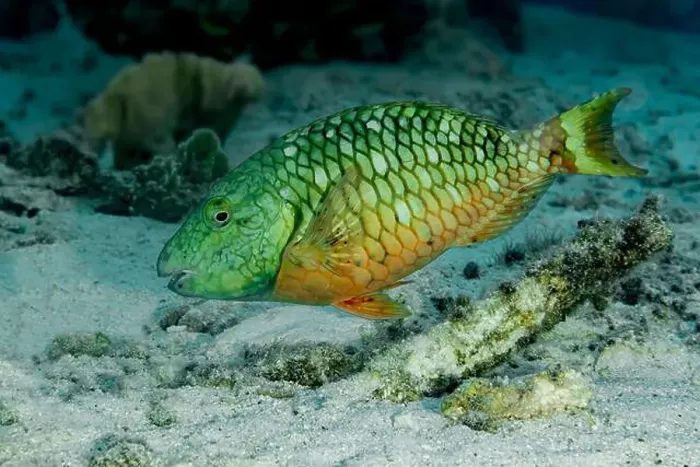 Framed Print : A vibrant Sparisoma viride, or stoplight parrotfish, swimming near the sandy sea bottom off the coast of Bonaire Framed Print : A vibrant Sparisoma viride, or stoplight parrotfish, swimming near the sandy sea bottom off the coast of Bonaire