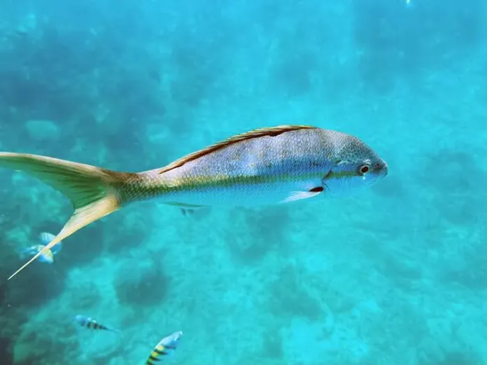 Framed Print : A vibrant tropical fish glides through the clear Framed Print : A vibrant tropical fish glides through the clear